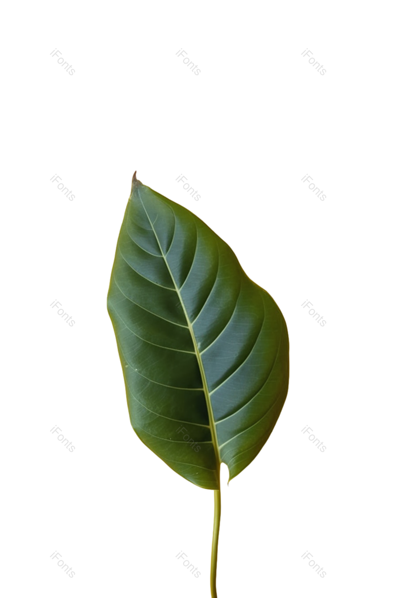 叶子图片,装饰元素,清新PNG,摄影免抠素材